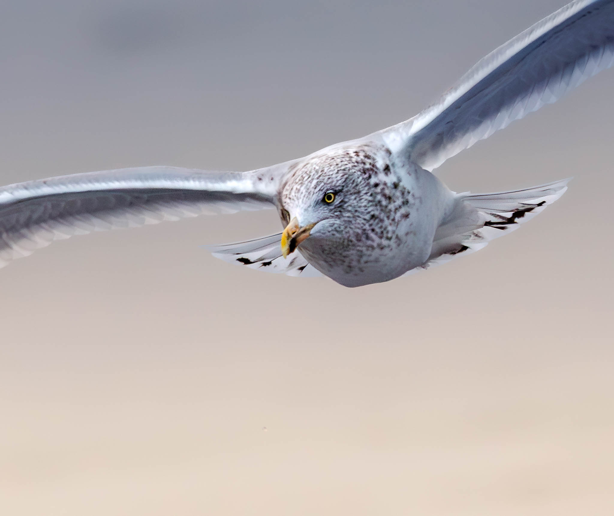 American Herring Gull